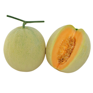 Sunrise - Known You Seed India Kyi